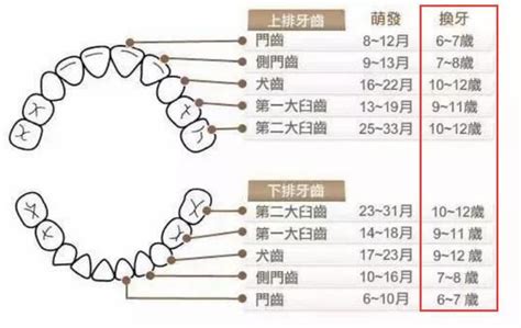 小朋友出大牙|換牙順序一次看！兒童換牙時間、注意事項、常見問題…